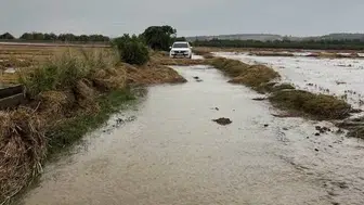 Gönen'de hasat vakti kabusa döndü: Çeltik tarlaları sular altında kaldı
