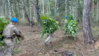 Bolu ormanlarında gizli kenevir tarlası: Jandarmadan şafak operasyonu