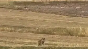 Ardahan'da ürküten anlar: Köy sınırına kadar geldiler