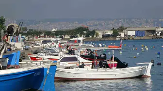 Karadeniz'de palamut istilası: Denizdeki tüm canlıları tüketiyor, acilen avlanmalı