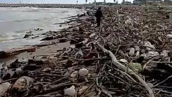 Sakarya Nehri'nin getirdiği odun yığınları Karasu sahilini kapladı