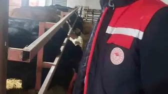 Dinar'da hayvancılıkta kritik denetim: İthal sürüler mercek altında