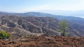 Küllerinden doğan ormanlar: Kahramanmaraş'ta devasa yeşil seferberlik