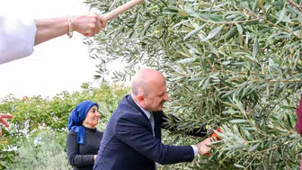Vali Varol zeytin bahçesinde: Kadın üreticilerin hasat mesaisine katıldı