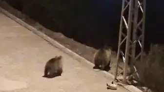 Yozgat'ta gece yarısı korkutan misafirler: Anne ayı ve yavruları sokaklara indi