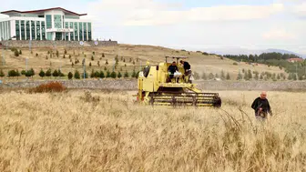 Ardahan'da toprakla buluşan kadim miras: Kavılca hasadında sona gelindi