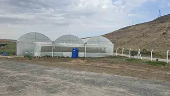 Cizre'de seralar yeşeriyor: Devlet desteğiyle tarımda yeni dönem