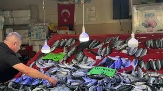 Sinop'ta mutfakların yüzü güldü: Palamut fiyatları dibi gördü