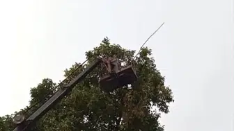 Yüksekova'nın saklı cennetinde devasa ağaçlara vinçli çözüm