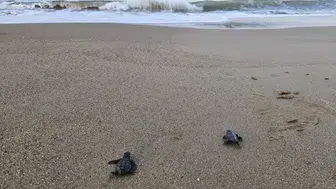 Belek kumsallarında 100 bin minik yürek mavi sularla buluştu: Caretta carettalar için zorlu maraton
