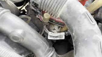 Sabah marşına basmadan önce gelen o ses: Motorun içindeki minik misafir