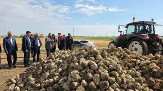 Sultanhanı'nda toprak bereketini sunuyor: Pancar tarlalarında hummalı mesai