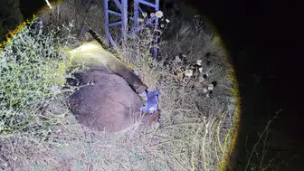 Tunceli kara yolunda gece yarısı dehşeti: Yola çıkan ayıya çarptı