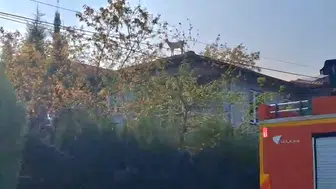 Sapanca'da şaşkına çeviren tırmanış: Çatıya çıkan keçi mahsur kaldı