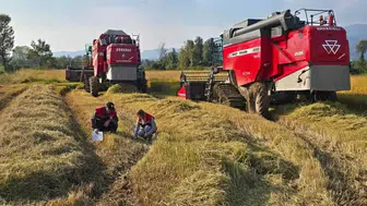 Düzce'de hasat seferberliği: Dane kaybına geçit yok