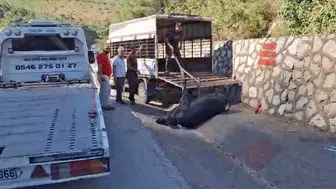 Tarsus yolunda gece yarısı operasyonu: Kamyonetten düşen hayvan trafiği birbirine kattı