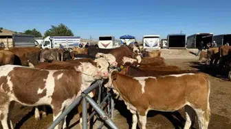 Yozgatlı besicilerin beklediği haber geldi: Hayvan pazarları kapılarını açtı