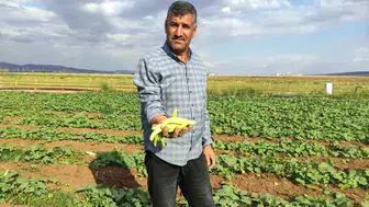 Araban Ovası'nda bereketli hasat: Kış sofralarının çıtır lezzeti tezgahlara indi