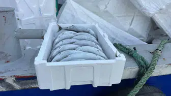 Karadeniz'de şaşırtan tablo: Balık ucuzladı, ambalajı el yakıyor