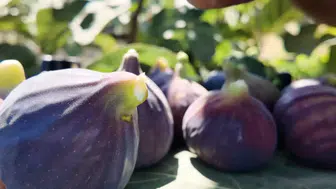 Şarköy'de incir devrimi: Modern tekniklerle verimi katladı