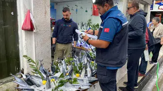 Sinop'ta tezgahlara sıkı takip: Balık sezonu denetimlerle başladı