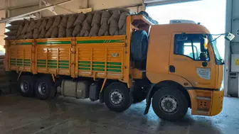 Kastamonu İnebolu'da fındık bereketi: Üreticinin cebine 22 milyon lira girdi