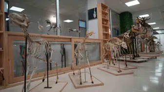 Samsun'da Bilimsel Bir Miras: İki On Yıllık Titiz Çalışma İskelet Müzesine Dönüştü