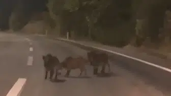 Gece yarısı çevre yolunda beklenmedik misafirler: Sürücü şaşkına döndü