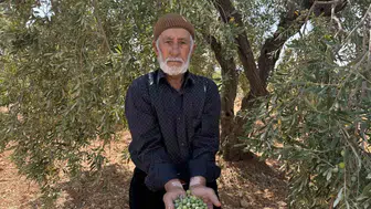 Gaziantep'in bereketli topraklarında yeşil zeytin mesaisi: Kış sofralarının vazgeçilmezi tezgahlara indi