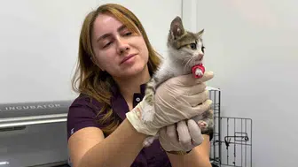 Minik canın yaşam mücadelesi: Şiddet kurbanı kedi hayata tutunmaya çalışıyor