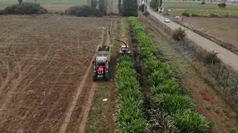 Gümüşhane'de tarımın geleceği Afrika'dan gelen bu dev bitkide mi saklı?