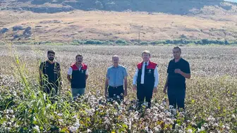 Cizre ovalarında beyaz altın bereketi: Hasat sezonu titiz denetimlerle start aldı