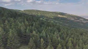 Bozkırın ortasında yeşil mucize: Konya orman varlığında devleri geride bıraktı