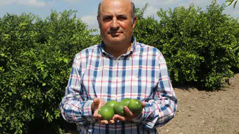 Adana'da limon üreticisinin kabusu: Depolardaki eski ürün yeni hasadı vurdu