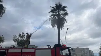 İskenderun'da gökyüzünden gelen ateş: Yıldırım ağacı küle çevirdi