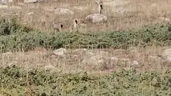 Ardahan yollarında beklenmedik misafirler: Ormanın hayaletleri görüntülendi