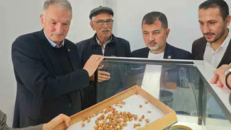 Düzce'de fındık mesaisi: Üreticinin alın teri için kritik denetim