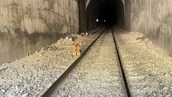 Demiryolunda acı kaza: Koruma altındaki dağ keçileri trenin hedefi oldu