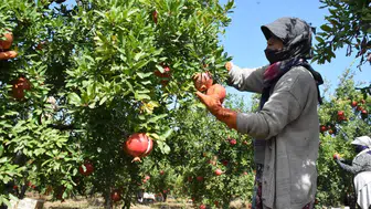 Antalya ve Mersin'i geride bıraktı: Selçuk'un kırmızı altını dünyaya açılıyor