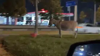 Bursa'nın işlek caddesinde şaşkına çeviren manzara: Ağaca terk edildi