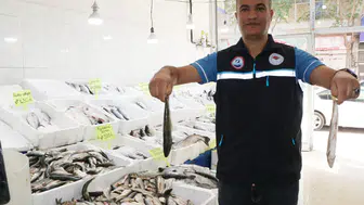 Van Gölü'nün gümüşü artık daha iri: İnci kefalinde devrim niteliğinde büyüme