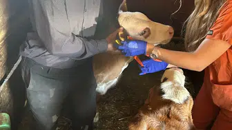 Sivas hayvancılığında kritik dönem: 350 bin baş için seferberlik