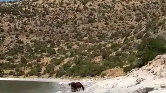 Van Gölü kıyısında masalsı görüntüler: Yılkı atları özgürlüğün simgesi oldu