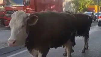 İstanbul trafiğinde beklenmedik misafirler: Araçların arasında inek sürüsü