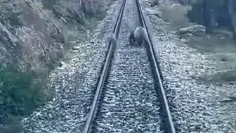 Raylarda beklenmedik misafirler: Treni durduran ayı ailesinin zorlu anları