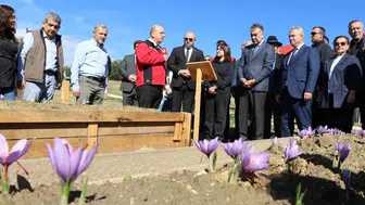 Dünyanın en kıymetli baharatı Karabük'te altın değerinde hasatla toplandı