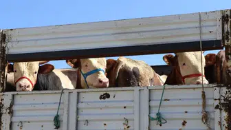 Bayburt'ta kritik alarm: Şap hastalığı nedeniyle hayvan hareketliliğine tam yasak