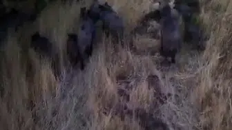 Tunceli'de havadan gelen tehlike: Çiftçilerin korkulu rüyası görüntülendi