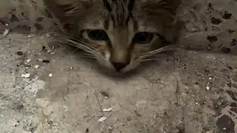 Su giderinde can pazarı: Minik kedi için seferber oldular
