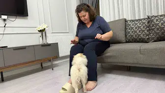 Panda suratlı köpek hayali kabusa döndü: Aydın'dan gelen sürpriz aile huzurunu kaçırdı